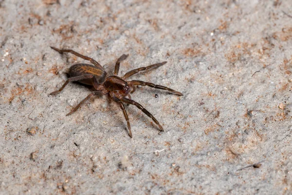 Prowling Aranha Espécie Teminius Insularis — Fotografia de Stock