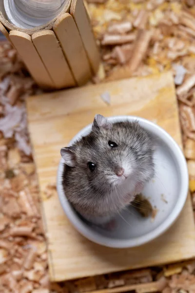 Campbell Dwarf Hamster Species Phodopus Campbelli — Stock Photo, Image