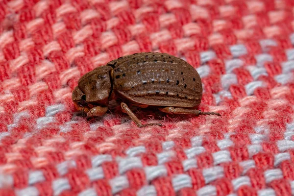 Brezilyalı Omorgus Suberosus Türünün Böceği — Stok fotoğraf