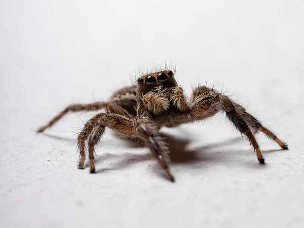 Aranha Salto Pantropical Espécie Plexippus Paykulli — Fotografia de Stock