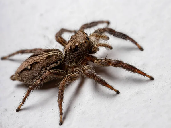 Aranha Salto Pantropical Espécie Plexippus Paykulli — Fotografia de Stock