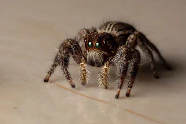 Pantropický Skákající Pavouk Druhu Plexippus Paykulli — Stock fotografie