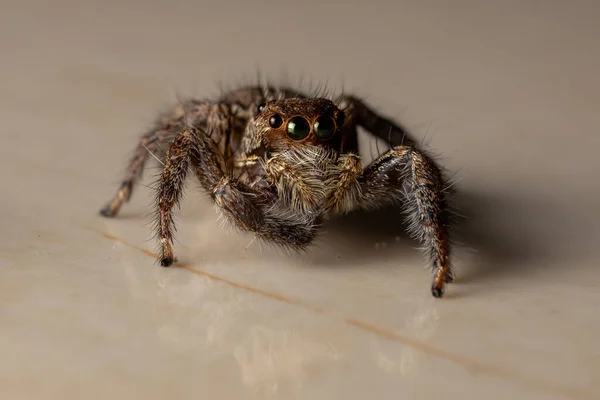 Pleksippus Paykulli Türünün Pantropik Zıplayan Örümceği — Stok fotoğraf