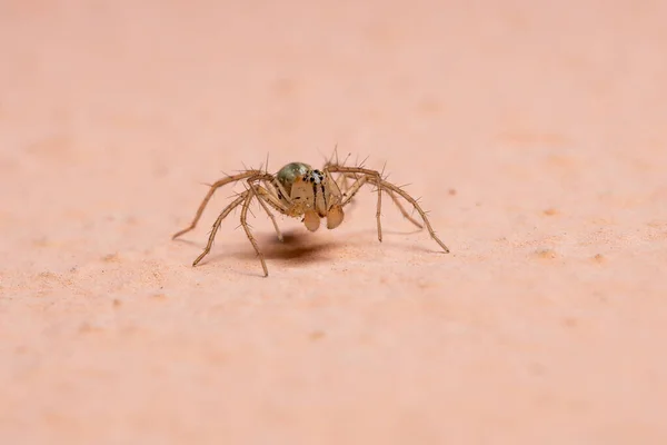 Genus Oxyopes Hiúz Pókja — Stock Fotó