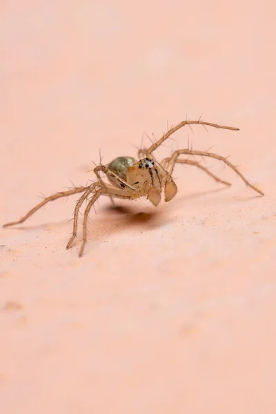 Oxyopes Cinsinden Lynx Spider — Stok fotoğraf