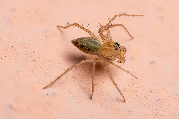 Araña Lince Del Género Oxyopes — Foto de Stock