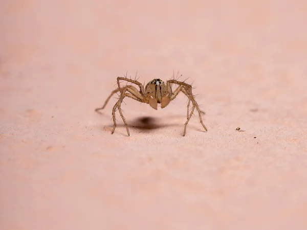 Genus Oxyopes Hiúz Pókja — Stock Fotó