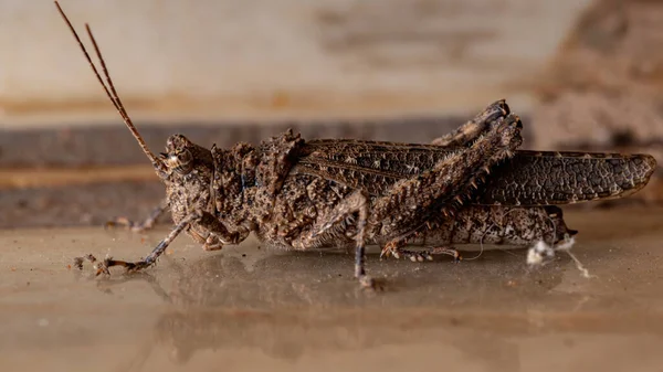 Grasshopper Chifres Curtos Família Ommexechidae — Fotografia de Stock