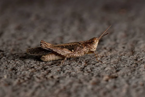 Stridulating Slant Faced Grasshopper Genus Orphulella — Stock Photo, Image