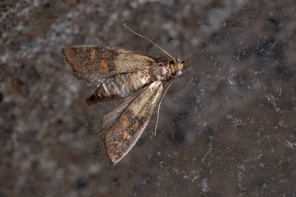 Mariposa Indiana Espécie Plodia Interpunctella — Fotografia de Stock