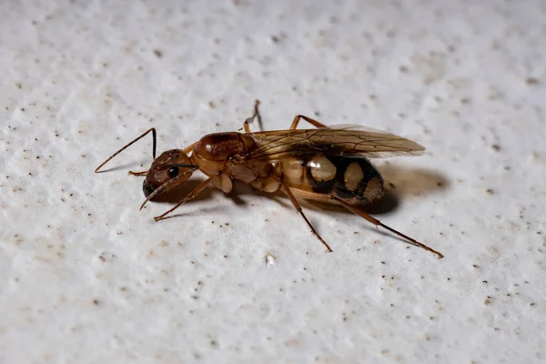Zimmermannsmeise Der Art Camponotus Substituutus — Stockfoto