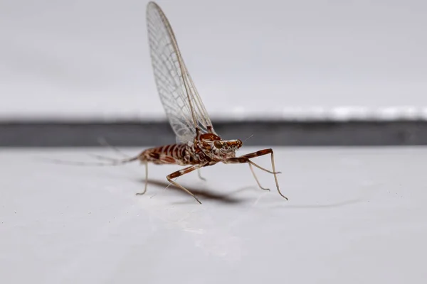 Thraulodes Prong Gilled Mayfly — 스톡 사진