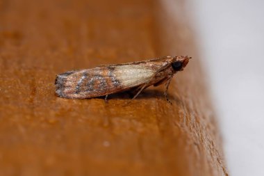 Hint güvesi türü Plodia interpunctella