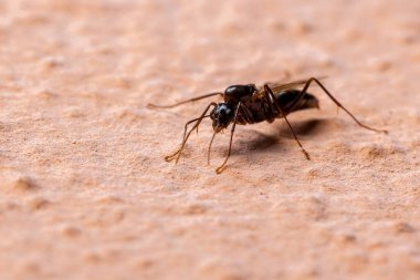 Camponotus cinsinden Marangoz Karınca