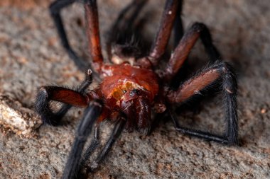 Diplura cinsinin perde ağ örümceği