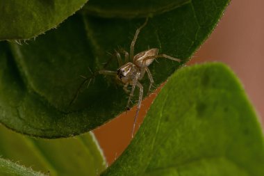 Oxyopes cinsinden Lynx Spider.