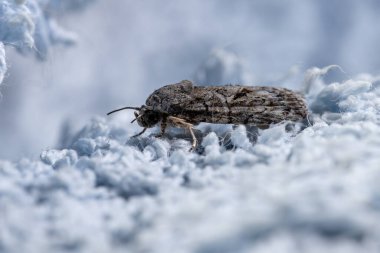 Garella cinsinin tüylü güvesi