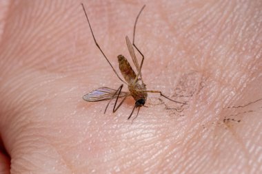 Culicine Sivrisinek Cinsi Culex