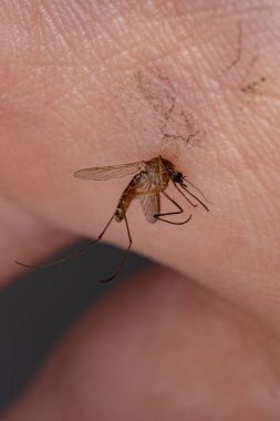 Culicine Sivrisinek Cinsi Culex