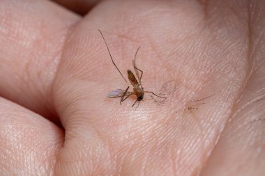 Culicine Sivrisinek Cinsi Culex