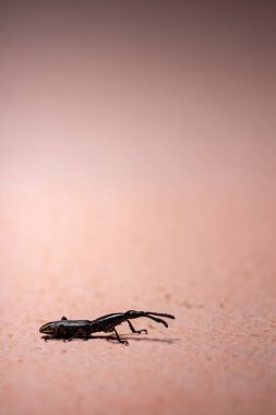 Brentus cinsinin burnu havada buğday bitleri.