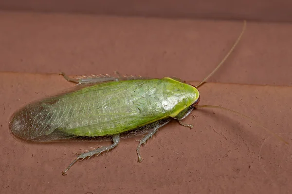 Πράσινη Γιγαντιαία Κατσαρίδα Του Genus Panchlora — Φωτογραφία Αρχείου