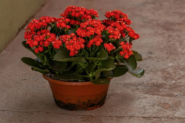 Kalanchoe çiçeğinin alevli Katy 'si