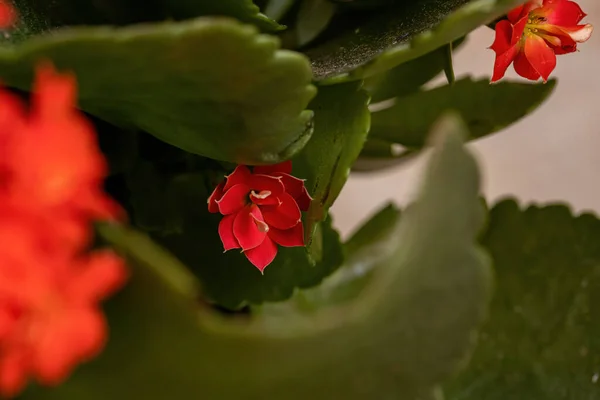 Flaming Katy Species Kalanchoe Blossfeldiana — Stock Photo, Image