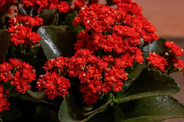 Flaming Katy Species Kalanchoe Blossfeldiana — Stock Photo, Image