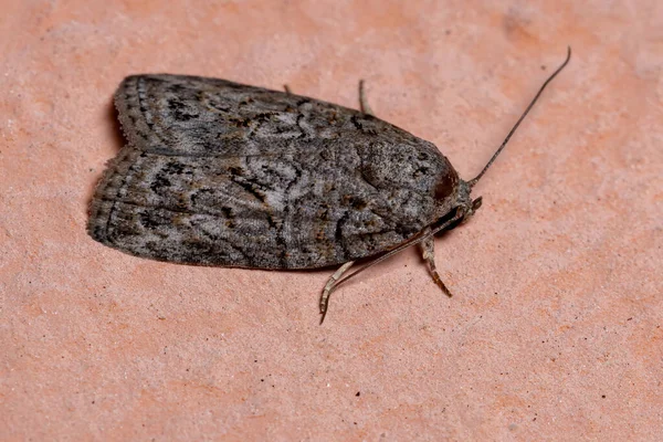 Polilla Copetudo Del Género Garella —  Fotos de Stock