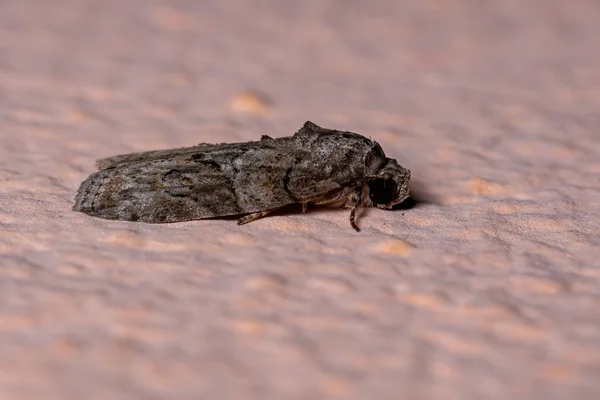 Tufted Moth Genus Garella — Stock Photo, Image