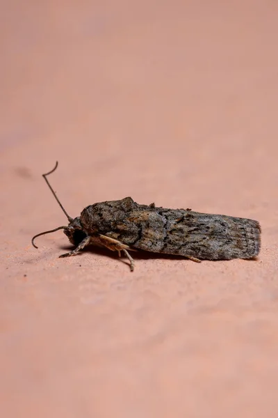 Tufted Moth Genus Garella — Stock Photo, Image