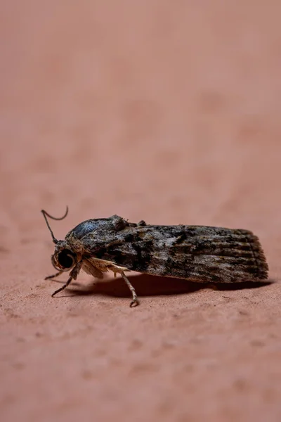 Polilla Copetudo Del Género Garella —  Fotos de Stock