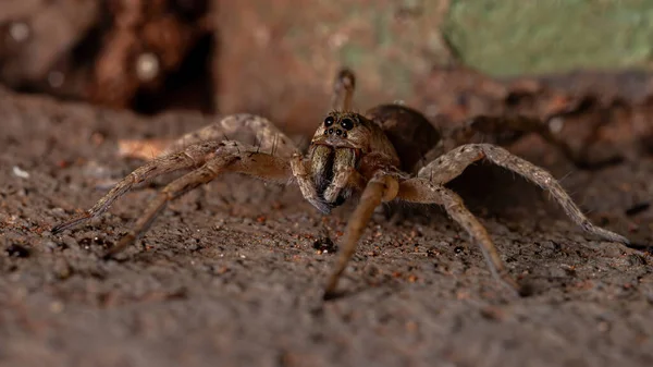 Волчий Паук Семейства Lycosidae — стоковое фото