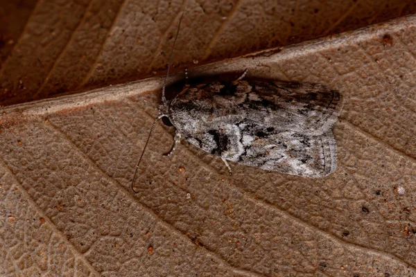 Φουντωτή Πεταλούδα Του Genus Garella — Φωτογραφία Αρχείου