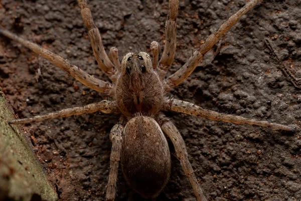 Wolf Spider Čeledi Lycosidae — Stock fotografie