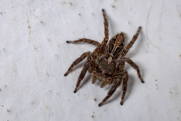 Araignée Sauteuse Pantropicale Espèce Plexippus Paykulli — Photo