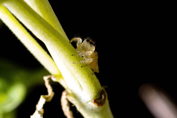 Araña Saltarina Del Género Colonus —  Fotos de Stock