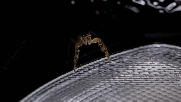 Aranha Saltadora Gênero Psecas — Fotografia de Stock