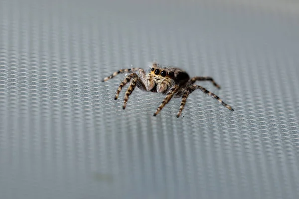 Aranha Salto Parede Cinza Espécie Menemerus Bivittatus — Fotografia de Stock