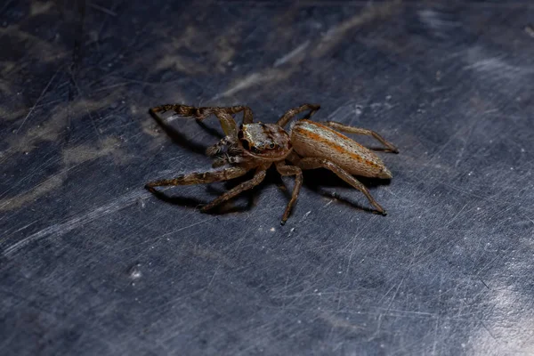 Araña Saltarina Del Género Psecas —  Fotos de Stock