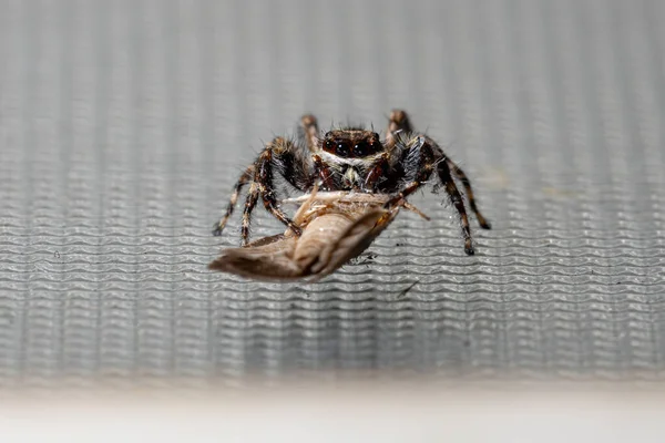 Gri Duvar Atlayan Örümcek Türü Menemerus Bivittatus — Stok fotoğraf