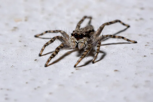 Aranha Salto Parede Cinza Espécie Menemerus Bivittatus — Fotografia de Stock