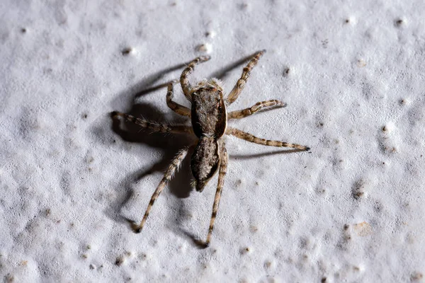 Aranha Salto Parede Cinza Espécie Menemerus Bivittatus — Fotografia de Stock