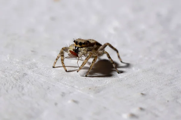 Šedá Stěna Skákající Pavouk Druhu Menemerus Bivittatus — Stock fotografie