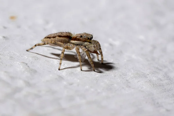 Muro Gris Salto Araña Especie Menemerus Bivittatus — Foto de Stock