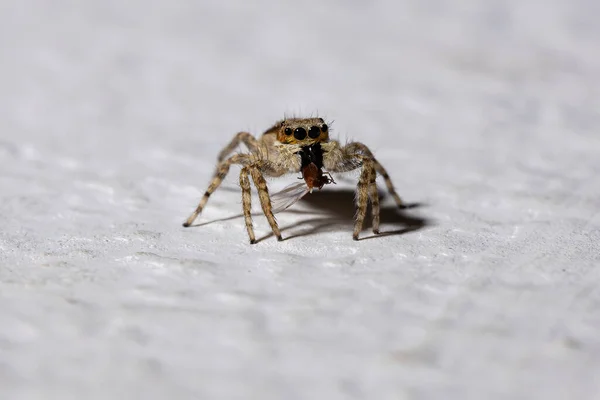 Gray Wall Jumping Spider Species Menemerus Bivittatus — Stock Photo, Image