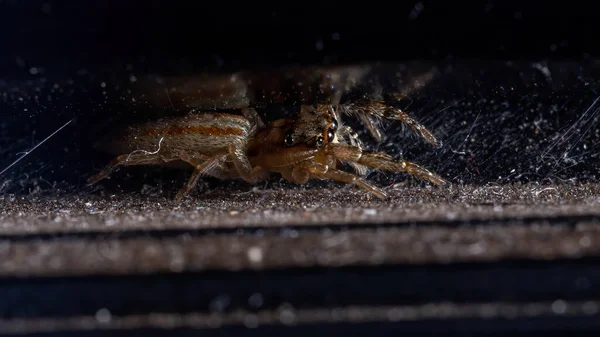 Aranha Saltadora Gênero Psecas — Fotografia de Stock