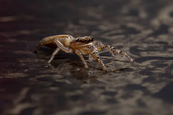 Aranha Saltadora Gênero Psecas — Fotografia de Stock