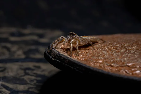 Araignée Sauteuse Genre Psecas — Photo